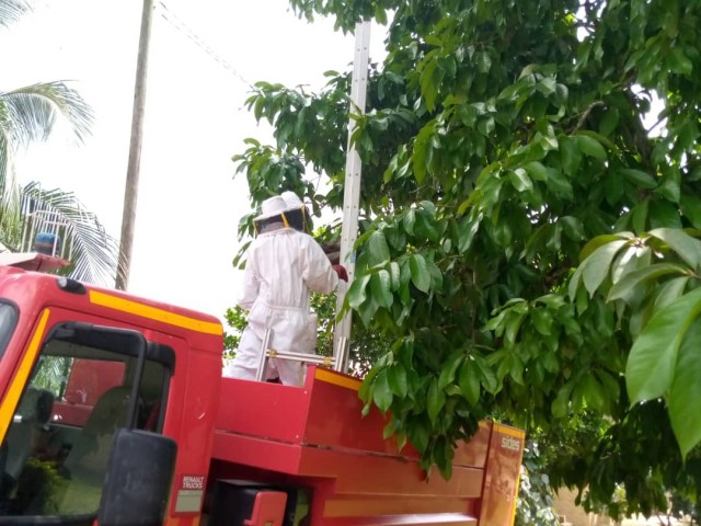 ABOISSO : LE VILLAGE DE TIEFFIDOUGOU DEBARRASSE D’UN ESSAIM DE PLUSIEURS MILLIERS D’ABEILLES