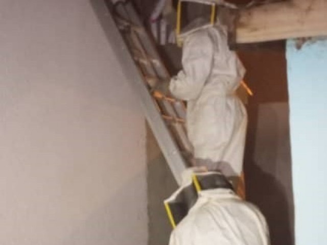KATIOLA : DES ESSAIMS D’ABEILLES DELOGES D’UNE RESIDENCE A OUEREGUEKAHA