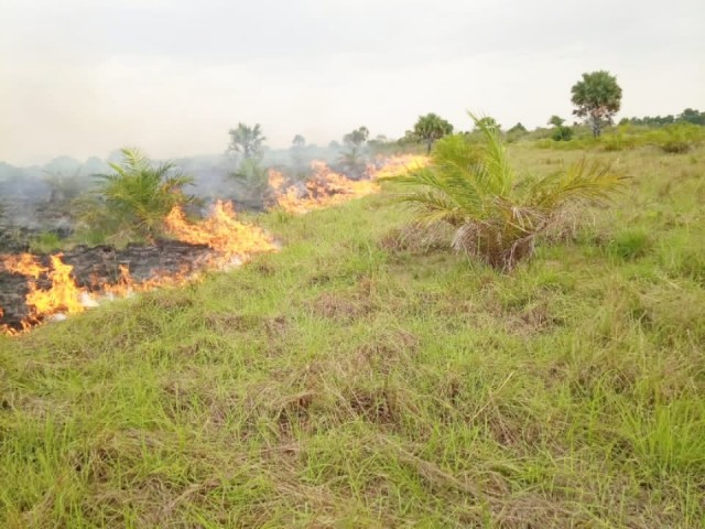 TOUMODI : UN INCENDIE DECIME UNE PALMERAIE POUR LA TROISIEME FOIS