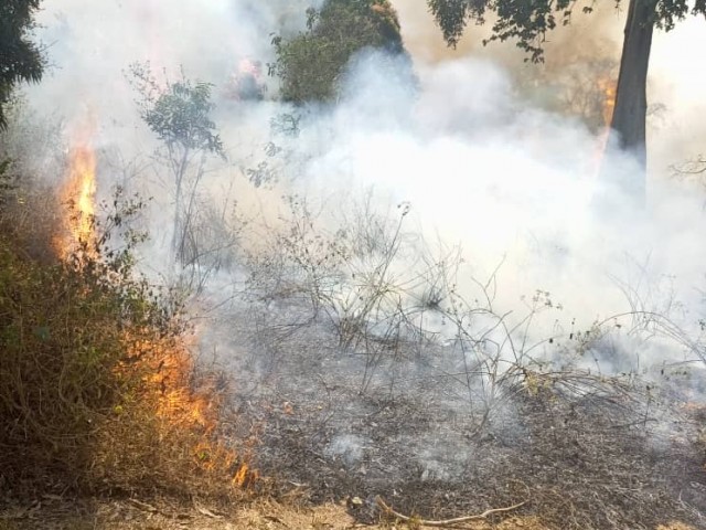 UNE PLANTATION DE TECK RAVAGEE PAR UN FEU DE BROUSSE DANS LE MORONOU