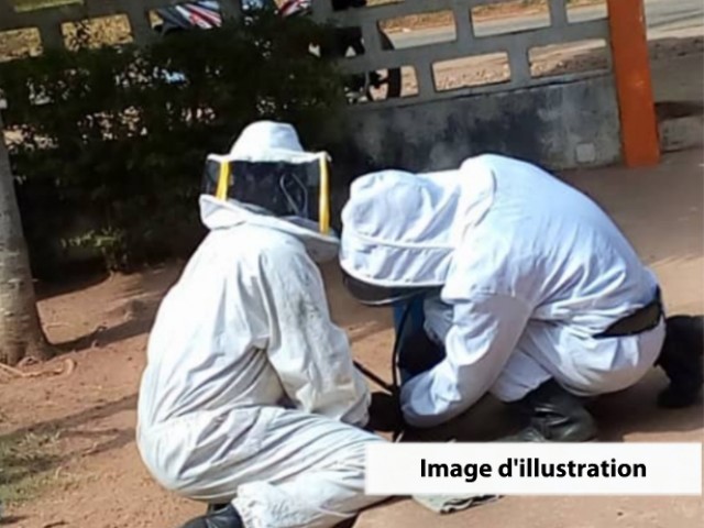 BOUNA : LES ABEILLES RECIDIVENT DANS LEURS ATTAQUES DES POPULATIONS
