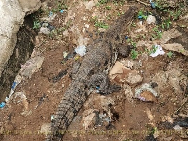 SASSANDRA : UN CAIMAN CAPTURE PUIS RELACHE DANS SON MILIEU NATUREL PAR LES POMPIERS CIVILS DU GBOKLE